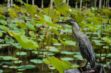 Heron