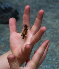 Child holding a caterpillar