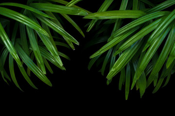 Naklejka premium Green leaves of lady palm or bamboo palm (Rhapis excelsa) the fan palm ornamental foliage plant on black background.