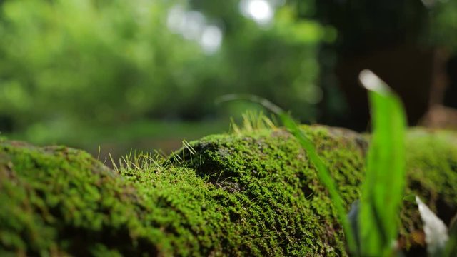 Fresh Green moss covered the stones in the forrest.