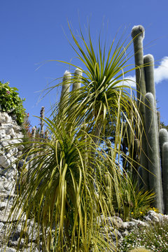 Noline Recourbée, Beaucarnea Recurvata