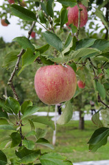 Fresh red apples on trees in a green garden