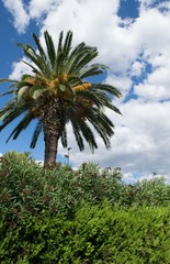 Fototapeta na wymiar Tropical palm cloud in the background, sunny day in Spain