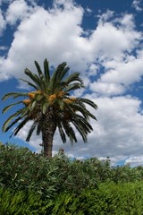 Tropical palm cloud in the background, sunny day in Spain
