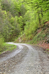 Lonely road through the forest