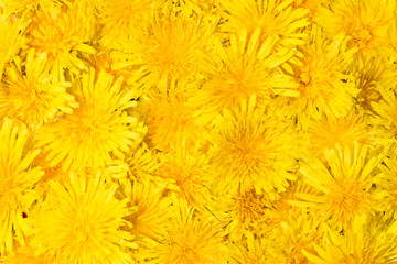 Bright beautiful background of yellow flowers
