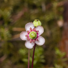 Flower of Umbellate Wintergreen, Pipsissewa, or Prince's pine, Chimaphila umbellata, close-up,...