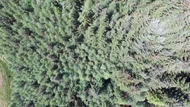 Aerial of a forest in Argyll