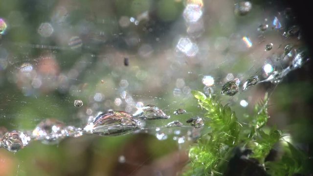 Spinnennetz mit Wassertropfen, Baldachinspinne, Morgentau, Linyphiidae, Spinnne