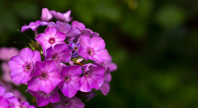 Beautiful purple flowers. garden phlox, or summer phlox