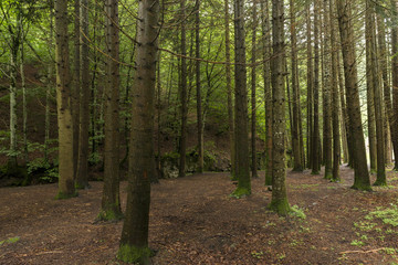 Obraz premium Forest in Irati jungle in Navarra, Spain