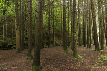 Forest in Irati jungle in Navarra, Spain