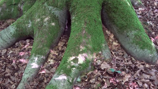 Buchenstamm, Buchenwurzel, Schattenwurf, Buche, Fagus, Spessart
