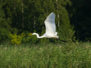 Great white heron or Great egret, Ardea alba, take off close-up portrait with bokeh background, selective focus, shallow DOF