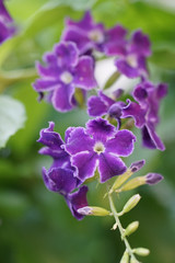 デュランタ宝塚