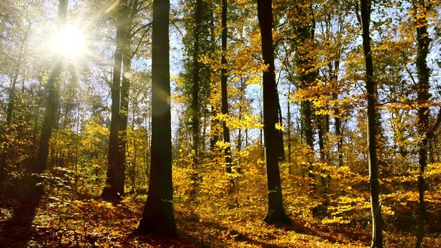 Wald mit Buchen bei Sonne und blauem Himmel im Herbst, viele fallende Bl&auml;tter