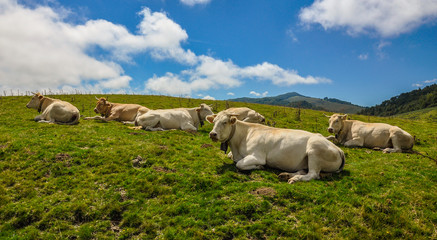Valle de Aézcoa, Selva de Irati, Navarra, vacas pirenaicas, España