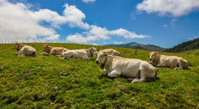 Valle de Aézcoa, Selva de Irati, Navarra, vacas pirenaicas, España