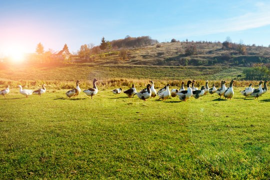 The herd of white adult geese grazing at the countryside on the