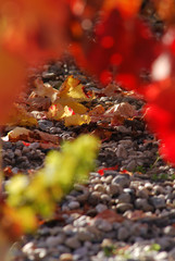 Sol du vignoble de l'appellation Pessac-Léognan en automne, Gironde, France