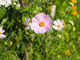 Mexican Aster or Garden cosmos, Cosmos bipinnatus, light-purple flower close-up, selective focus, shallow DOF