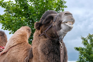 portrait of a camel