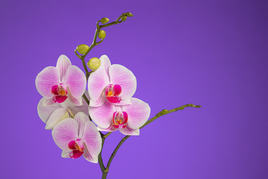 Inflorescence of butterfly orchid on lilac background