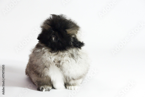 Pekingese Puppies Stock Photo And Royalty Free Images On Fotolia Pekingese Puppies Stock Photo And