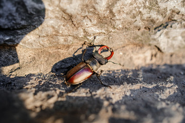 Beetle of lucanus lucanus cervus or stag beetl in wildlife on rock close up image