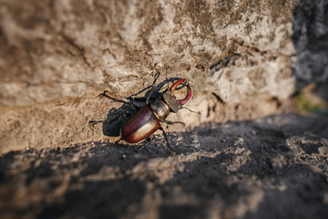 Beetle of lucanus lucanus cervus or stag beetl in wildlife on rock close up image