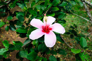 Pink Blossom