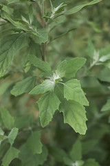 Chenopodium album