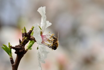 Flower of almond tree and bee among the stamens