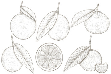 Citrus fruits - orange, lemon, lime, mandarin orange. Hand drawn sketch