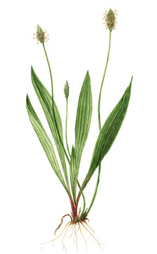 Drawing of a English plantain (Plantago lanceolata) plant