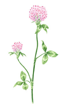 Drawing of a Red clover (Trifolium pratense) twig
