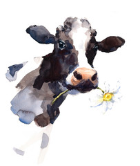 Watercolor Cow with a Daisy Flower in its mouth Farm Animal Portrait Hand Painted Illustration  - 171476668