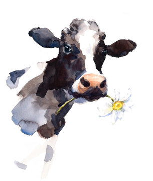 Watercolor Cow with a Daisy Flower in its mouth Farm Animal Portrait Hand Painted Illustration 