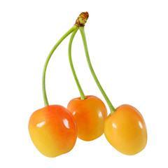 Three yellow sweet cherries with joined stems isolated on white background with clipping path