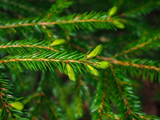 Spring growth on a spruce tree AKA Kuusenkerkkä.. The new growths are very tasty and full of vitamin C. In Finland, people commonly eat them in salads and some even preserve them for the winter. 