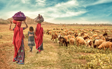 group rural girl going back to there house with flock of sheeps