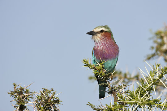 Lilac-breasted roller