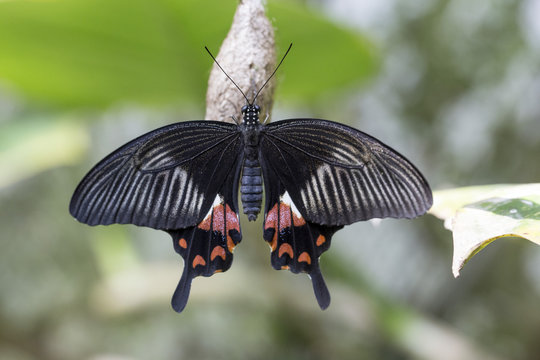 Great mormon  butterfly