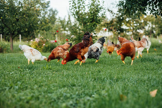 Chickens on the farm