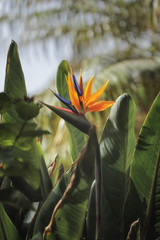 Obraz premium Strelitzia - common name of the genus is bird of paradise flower
