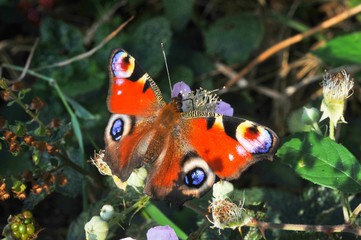 Tagpfauenauge (Aglais io, inachis io, Nymphalis io) saugt an einer Brombeerblüte im Gestrüpp