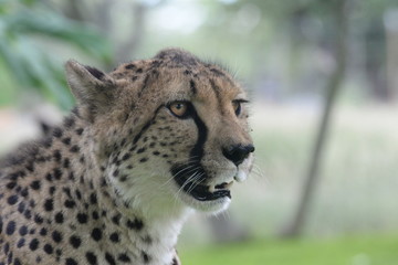 Cheetah