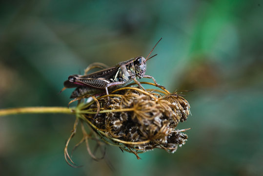 grasshopper with chevron pattern