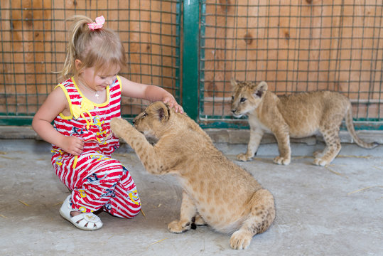 A child, a little girl is playing at a zoo with a small tiger.