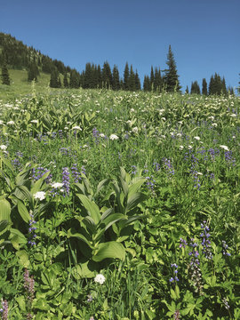 Wildflower meadow in the North Cascades